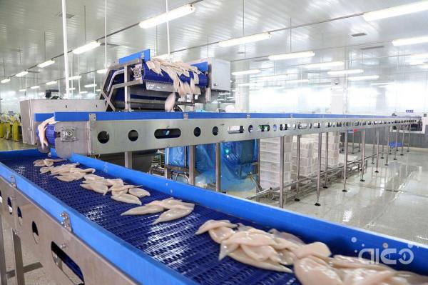 Argentine squid is experiencing significant growth in the Chinese market