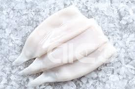 Illex squid catches increased by 62.5%!